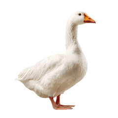 White Domestic Goose Photo Stock PNG Transparent 