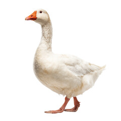 White Domestic Goose Photo Stock PNG Transparent 