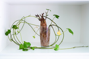 Sweet potato sprouting in glass of water indoors. Rooted sweet potato plant growing long green vines. Organic food propagation and indoor hydroponic gardening with edible root vegetable.
