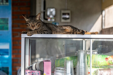 A tabby cat sleeps atop a vendor's cart in Ubud, Bali, Indonesia. The cat is resting comfortably on...