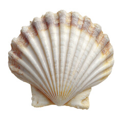 White Elegant Sea Jacobean Scallop PNG Transparent