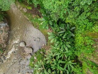 Campuhan River flows through a lush, green jungle in Ubud, Bali, Indonesia. The water is murky and...