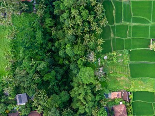 Aerial view of lush green rice terraces and tropical forest in Ubud, Bali, Indonesia. Farmers...