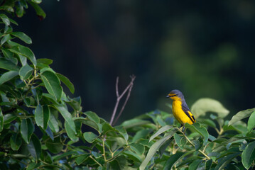 A striking male Orange headed thrush perched gracefully on a leafy branch with a softy blurred...