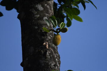 close up of a young jackfruit growing directly from the trunk of a tree, set against a vibrant blue...