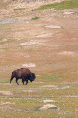 Fototapeta premium Bison at Theodore Roosevelt National Park, South Unit, North Dakota, USA