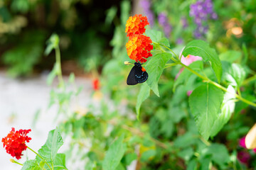 Rare Atala butterfly feeding on bright lantana flowers in Florida garden. Black and blue butterfly with red spots on vibrant red orange blooms. Pollinator in lush tropical landscape.