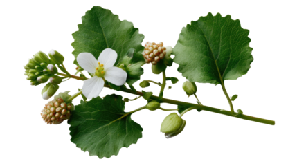 Exquisite Plant Specimen: A delicate close-up showcases the intricate beauty of a plant, its verdant leaves and budding flower, presented with a focus on detail, perfect for botanical study.