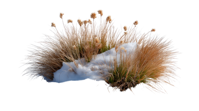 Winter's Embrace: A patch of golden wheat and fresh snow, evoking the contrast of seasons.