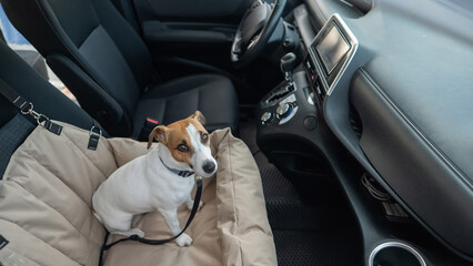Jack Russell Terrier Dog in a Special Car Seat. 