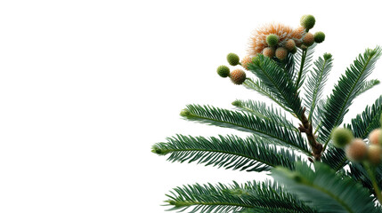 Branch detail: A detailed shot of a pine branch with unique features. It features the intricate textures of the needles and the delicate structure of a pine branch. Evokes the peacefulness of nature.