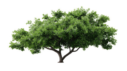 Vibrant Tree: A majestic tree flourishes, displaying a full canopy of lush, green leaves, embodying the vitality and beauty of nature. 