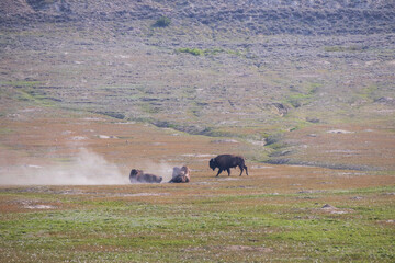 Bison herd at Theodore Roosevelt National Park, South Unit, North Dakota, USA