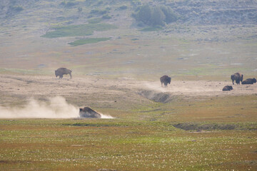 Bison herd at Theodore Roosevelt National Park, South Unit, North Dakota, USA