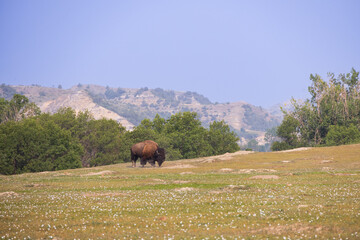 Bison at Theodore Roosevelt National Park, South Unit, North Dakota, USA