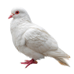 White Feather Pigeon Bird Photo PNG Transparent