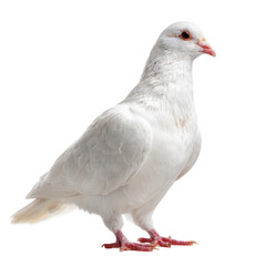 White Feather Pigeon Bird Photo PNG Transparent