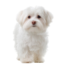 White Maltese Dog Photo Stock PNG Transparent