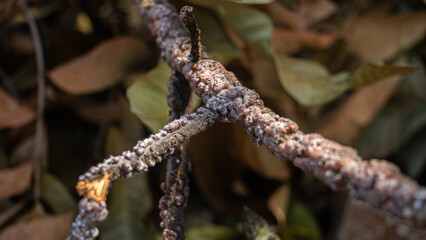 A close-up view of a tree branch covered in white powdery mold or fungus, possibly due to the presence of Laccifer lacca Kerr. selective focus and blurry image