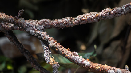 A close-up view of a tree branch covered in white powdery mold or fungus, possibly due to the presence of Laccifer lacca Kerr. selective focus and blurry image