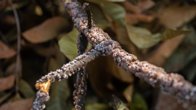 A close-up view of a tree branch covered in white powdery mold or fungus, possibly due to the presence of Laccifer lacca Kerr. selective focus and blurry image