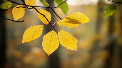 Obraz premium Golden autumn leaves illuminated by sunlight, hanging from a branch against a blurred forest backdrop