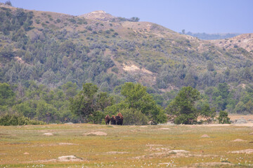 Bison herd at Theodore Roosevelt National Park, South Unit, North Dakota, USA