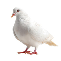 White Jacobin Pigeon Standing Photo PNG Transparent