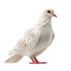 White Jacobin Pigeon Standing Photo PNG Transparent