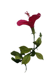 Red Flower on a Transparent background with side view