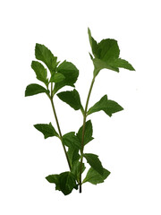 Green leaves isolated on white or transparent background