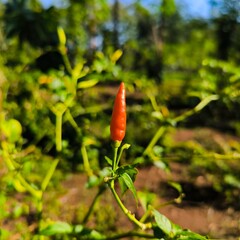 hot chili pepper, red chili pepper plant