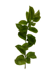 Green leaves isolated on white or transparent background