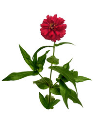Red Flower on a Transparent background