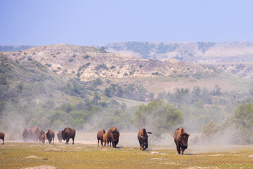 Bison herd at Theodore Roosevelt National Park, South Unit, North Dakota, USA