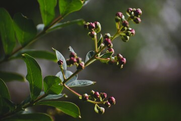 Branch with Budding Berries and Leaves in Soft Natural Light