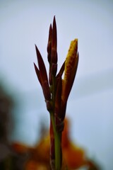 Minimalist Macro Shot of Budding Flower Against Soft Background