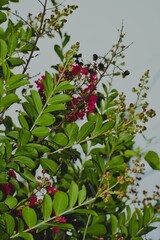 Crape Myrtle Bush