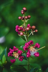 Close Up of Crape Myrtle Pink Flower