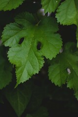 Close Up of a Green Leaf