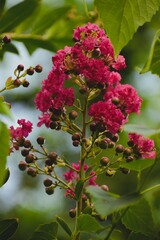 Crape Myrtle Tree Pink Flowers Blooming