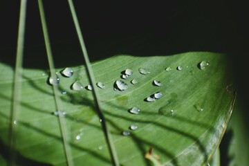 Many Water Drops On A Green Leaf