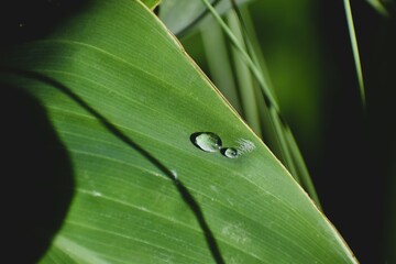 Water Drop On Green Leaf