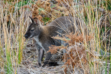 Red-necked wallaby at the Wineglass Bay Beach - Freycinet Peninsula, Tasmania, Australia