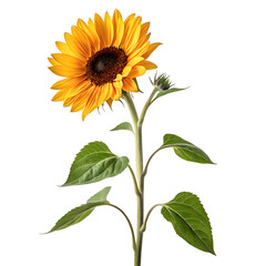 A single bright yellow sunflower with green leaves and a bud on a black background