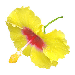 yellow hibiscus flower isolated on white background