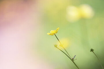淡いイメージの緑の風景と黄色い草花