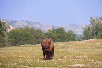 Bison grazing in a field at Theodore Roosevelt National Park, North Dakota, USA