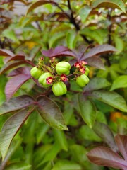 photo of wild fruit