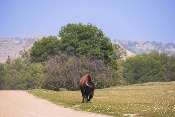 Bison on a gravel road at Theodore Roosevelt National Park, North Dakota, USA